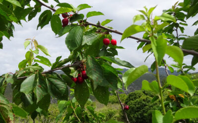 Vall de Gallinera Cherry Walk – 28th May 2021
